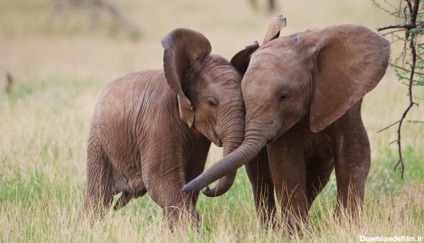 قاب مدیا | عکس دسکتاپ با کیفیت حیوانات فیل , عاشقانه , عشق