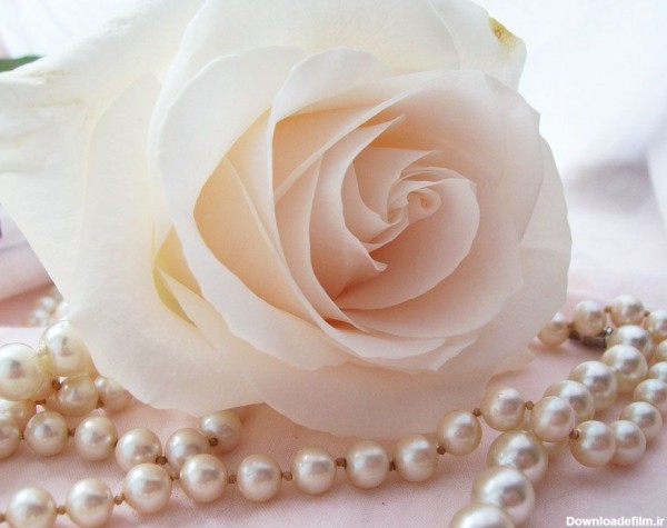 بک گراندی قشنگ از گردنبند مرواریدی صدفی و گل رز سفید مناسب تلگرام