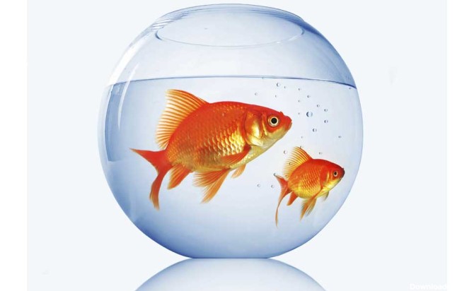 ماهی های قرمز قاتلان زیبای طبیعت - ایرنا