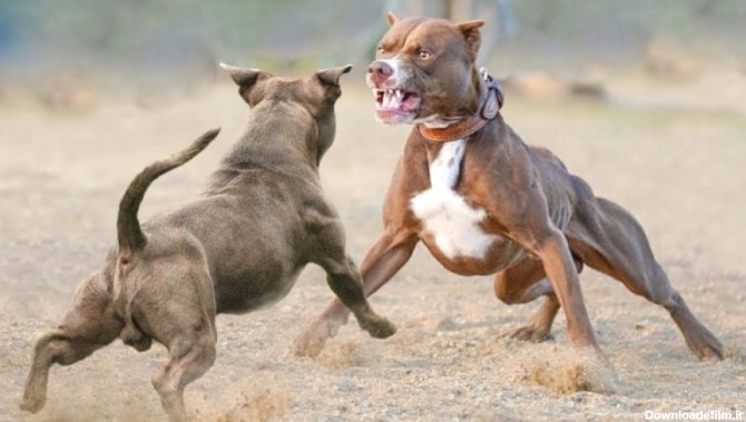 حمله پیتبول ها به سگی دیگر/جنگ سگ ها/فیلم دعوای سگ وحشی