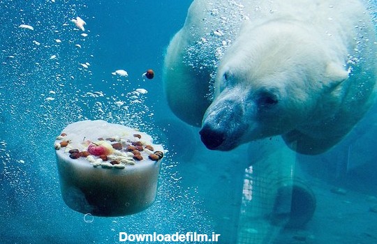 آخرین خبر | عکس/ کیک و ماهی یخی