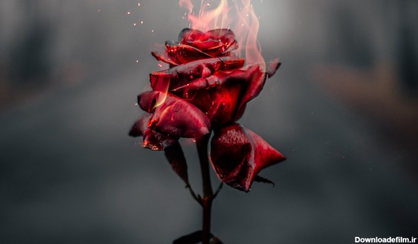 عکس گل رز در حال سوختن