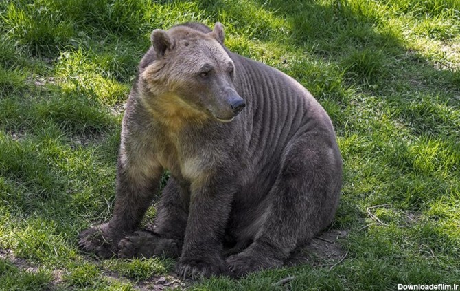 عکس | پیدا شدن سر و کله خرس‌هایی عجیب در مناطق شمالی زمین ...