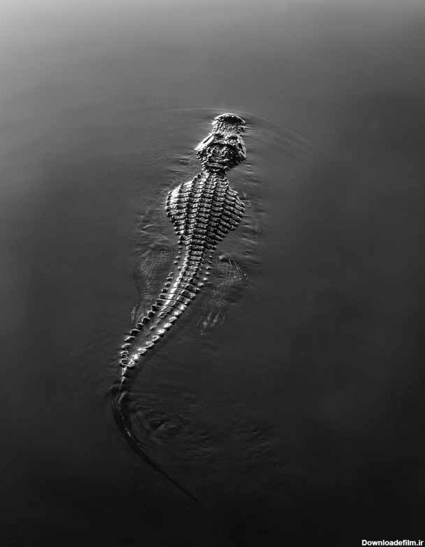 دانلود تصویر سیاه و سفید تمساح