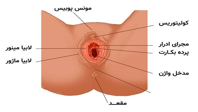 عکس واژن زنان (مهبل) + محل دخول + بیماریهای واژن | کلینیک زارعی
