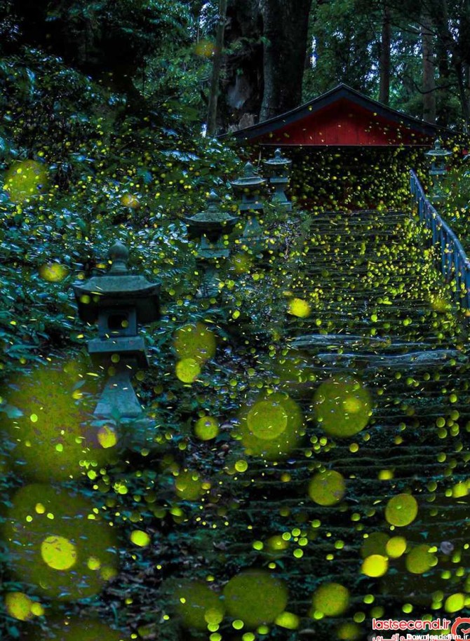 تصاویر رویایی از کرم های شب تاب در ژاپن | لست‌سکند