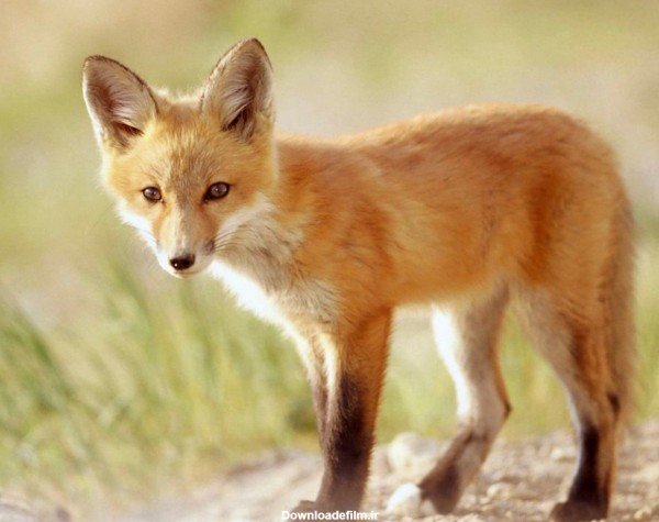 عکس پروفایل بچه روباه