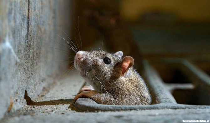 ببینید | جولان موش های غول پیکر در ساختمان فروریخته متروپل ...
