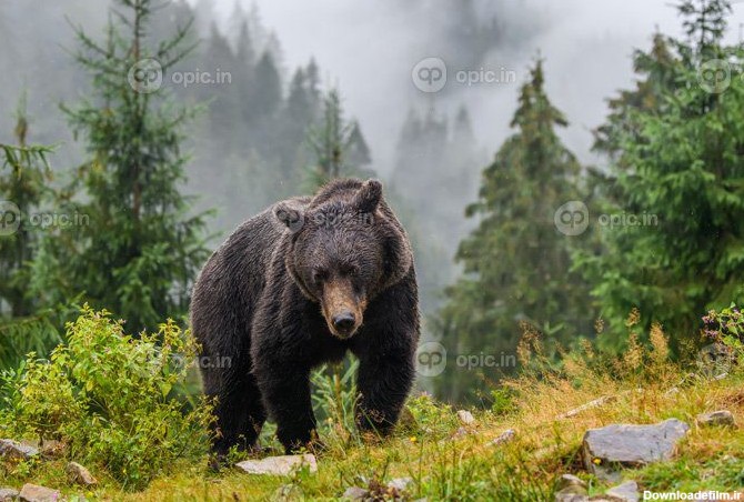 دانلود عکس خرس قهوه ای وحشی در حیوانات جنگلی پاییز در زیستگاه ...