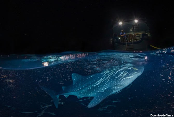 با تور مجازی به دیدن کوسه نهنگ ها در آب‌های مالدیو بروید - کجارو