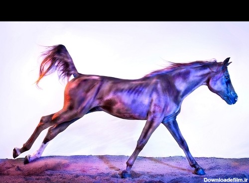 تصاویر زیبا از اسب‌های وحشی | خبرگزاری فارس