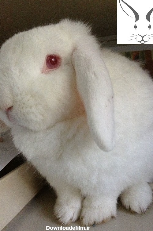 خرگوش چشم قرمز آلبینو - پت شاپ تخصصی جوندگان جونده بازار سفید