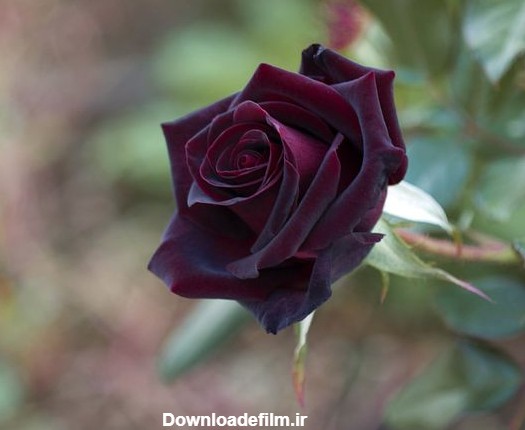 عکس پروفایل گل های رز زیبا و رویایی عاشقانه [فانتزی و جدید]