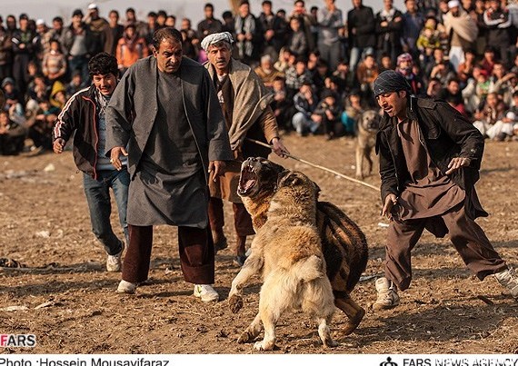 جنگ سگ در کابل | خبرگزاری فارس