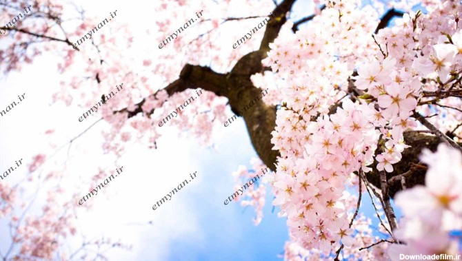25 تصویر از گلهای بهاری کارتونی - اطمینان
