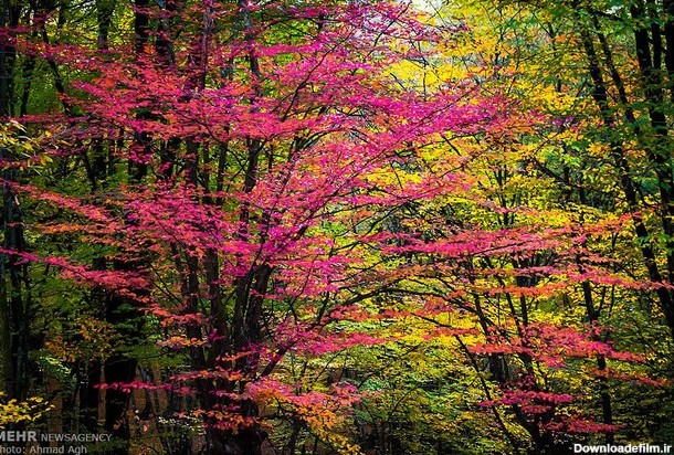 طبیعت پاییزی النگدره - گرگان (عکس)