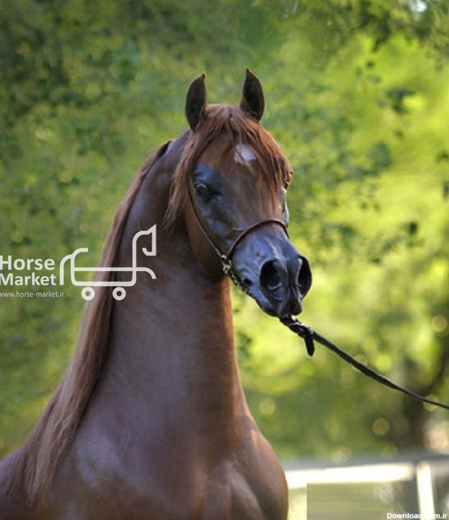 فروش خاصترین کره اسب عرب دنیا Honor Of Munir