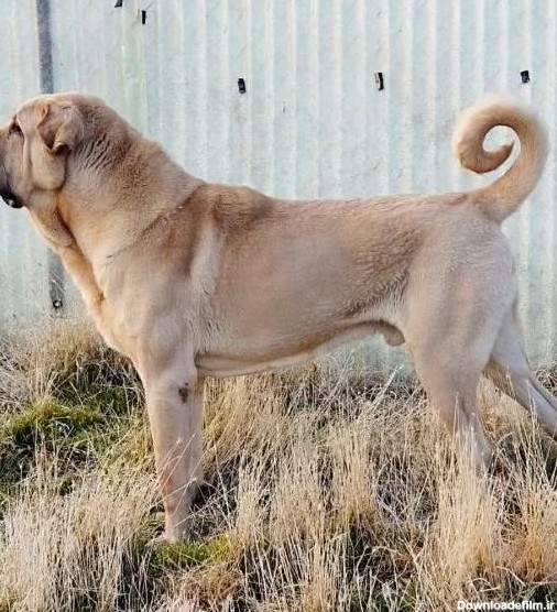 عکس از سگ عراقی