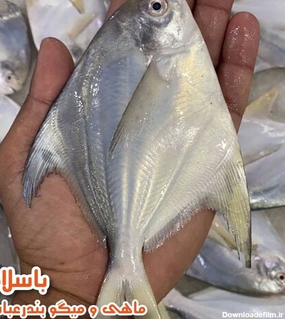 خرید و قیمت ماهی حلوا سفید یا زبیدی سایز متوسط (200-250 گرمی) تازه ...