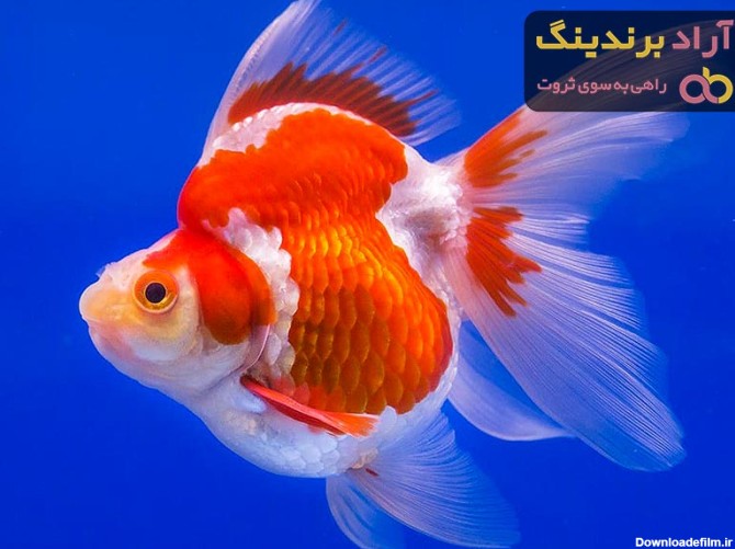 عکس ماهی خوشگل