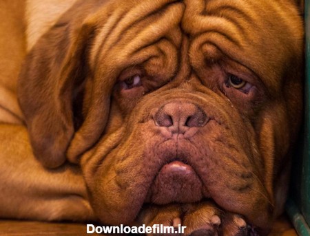 غمگین ترین سگ دنیا + عکس