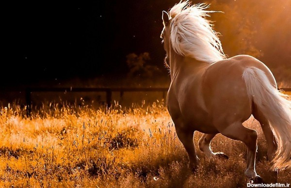 عکس تصویر زمینه اسب وحشی