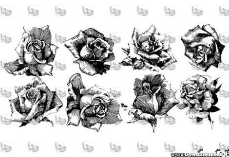 انواع گل رز برای تاتو