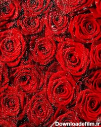 عکس متحرک گل رز قرمز عاشقانه