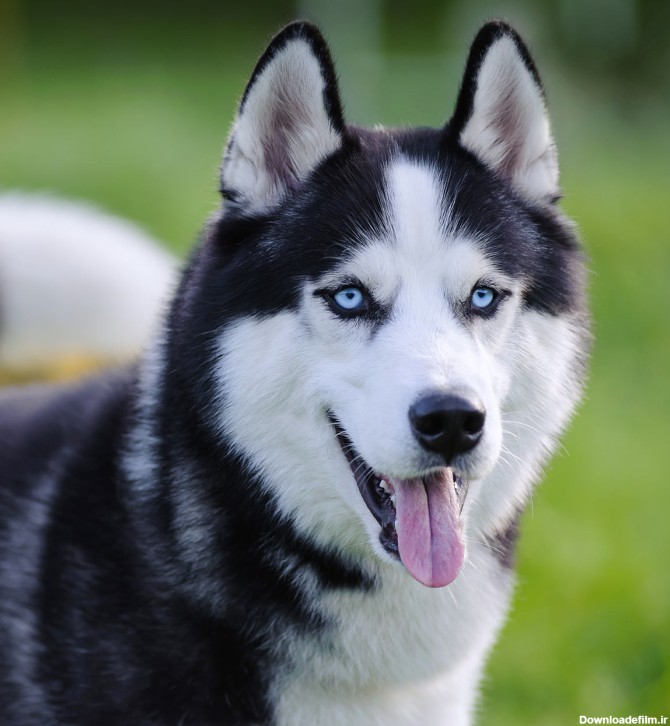 دانلود عکس سگ هاسکی زیباترین نژاد دنیا