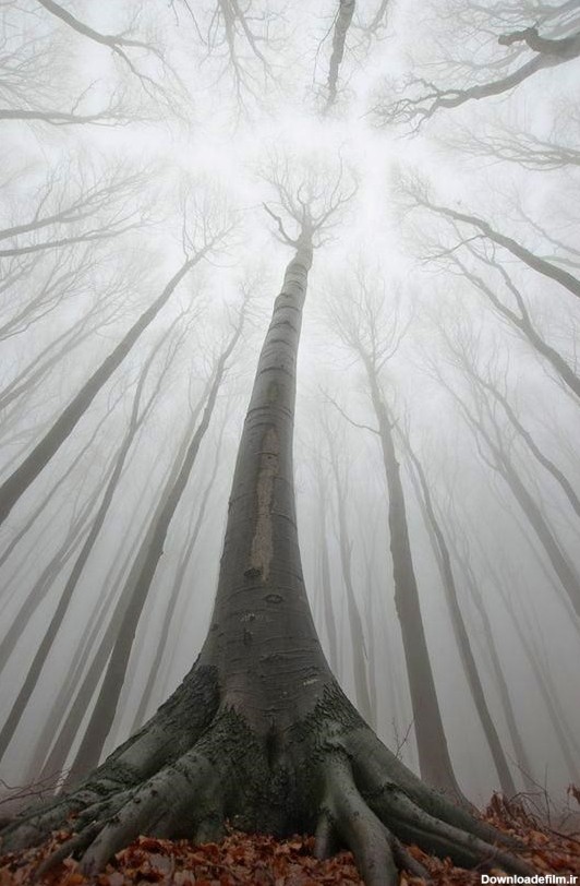 آخرین خبر | تصویری جادویی از جنگل های رومانی