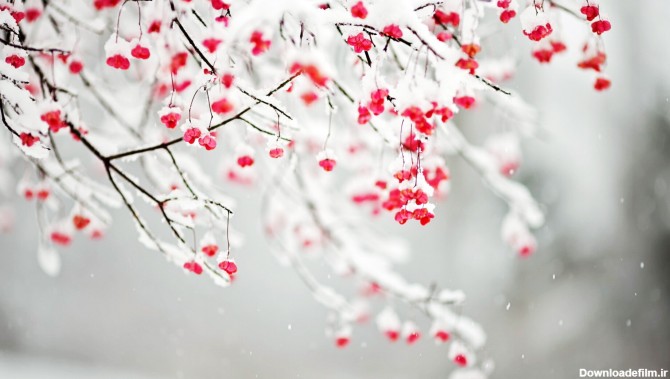 ۴۰ عکس زمستان و برف با کیفیت و سایز استاندارد + ادیت حرفه ای | لست ...
