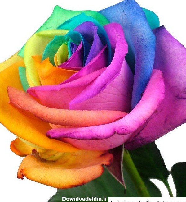 عکس گل رز هفت رنگ ❤️ [ بهترین تصاویر ]