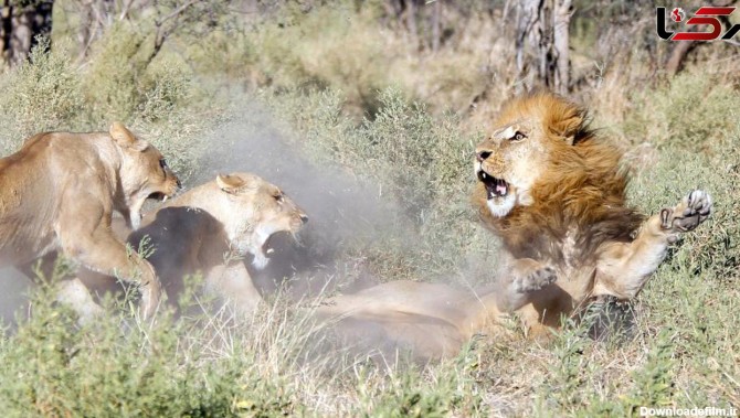 حمله شیرهای ماده به سلطان جنگل +عکس های جالب