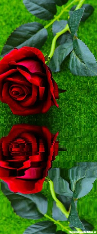 عکس متحرک گل رز قرمز برای پروفایل