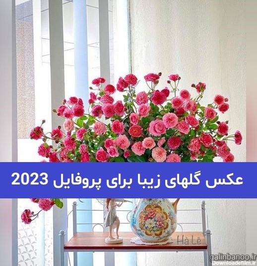 عکس گلهای زیبا برای پروفایل 2023; بدون متن و بسیار زیبا - گلین بانو