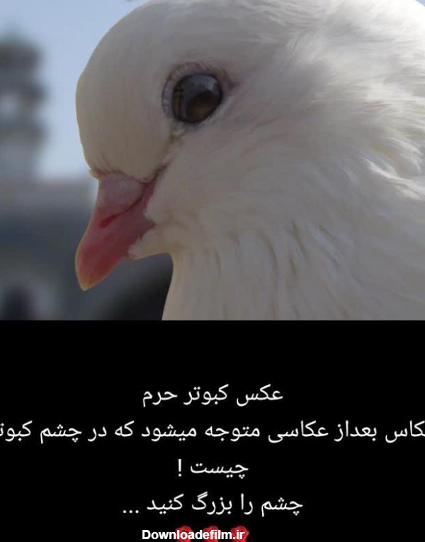 آخرین خبر | تصویر گنبد امام رضا در چشمان کبوتر