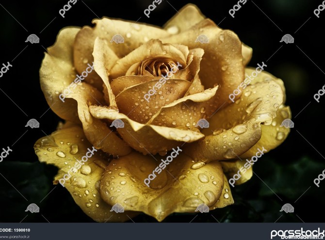 عکس نزدیک از گل رز زرد پوشیده از قطرات شبنم 1590010