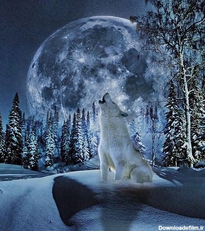 عکس گرگ و ماه در برف