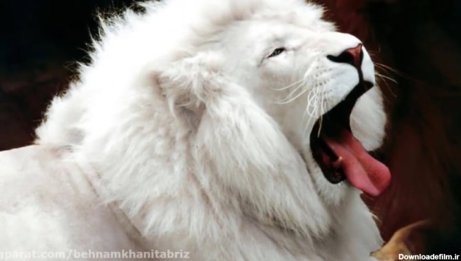 10 زیباترین حیوانات سفید در جهان را بشناسید!
