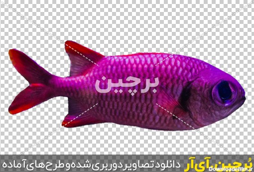 Borchin-ir-transparent osean kinds of fish PNG image_16 عکس ماهی های کمیاب png2