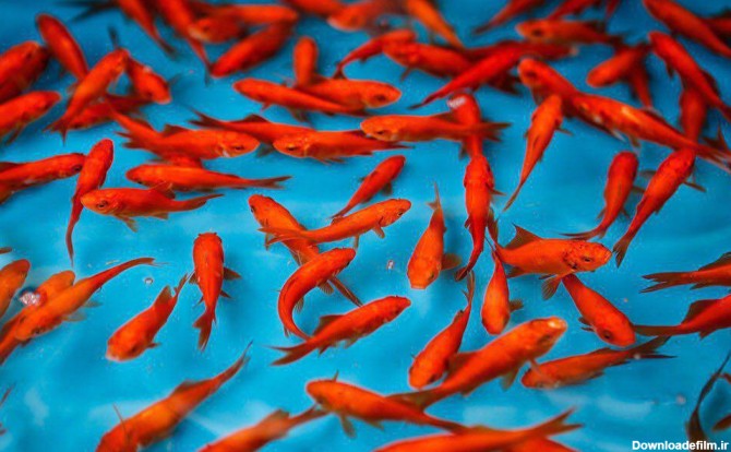 تکثیر و پرورش بیش از ۲۰۰ نژاد ماهی قرمز در کشور - اقتصاد آنلاین