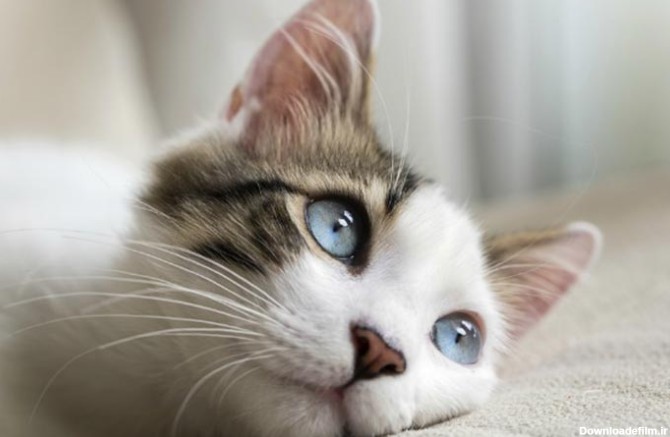 تصویر گربه سفید با چشم های آبی