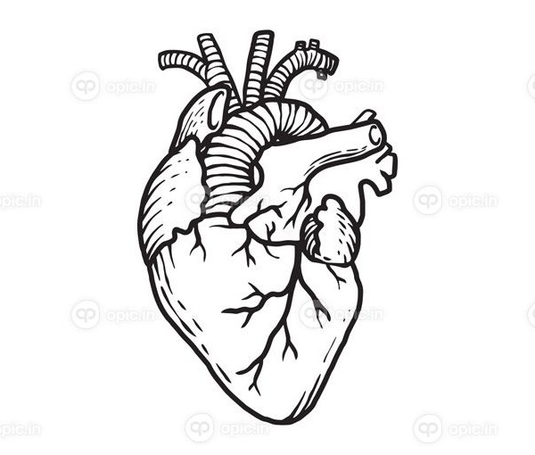 دانلود وکتور قلب انسان در تصویر کلی آناتومی اندام یک | اوپیک