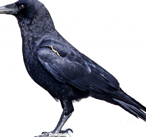 عکس پرنده کلاغ سیاه crow black bird