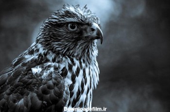 عکس سیاه و سفید شاهین falcon black white