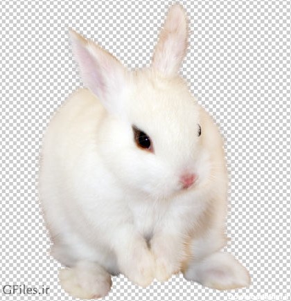 فایل رایگان خرگوش سفید با کیفیت بالا (Cute Rabbit Transparent PNG ...
