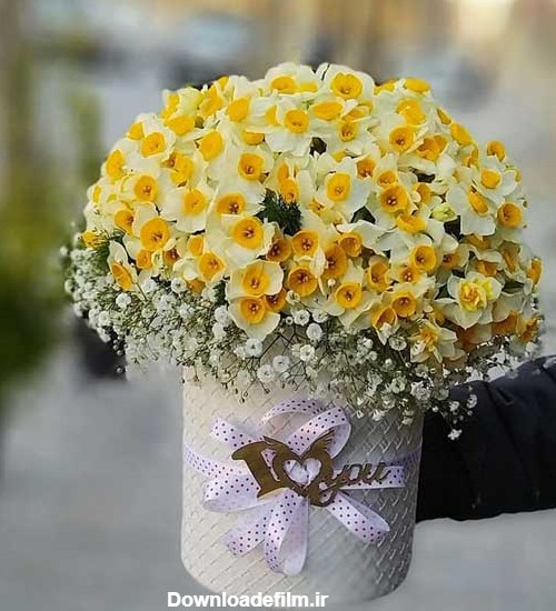 عکس گل نرگس زیبا