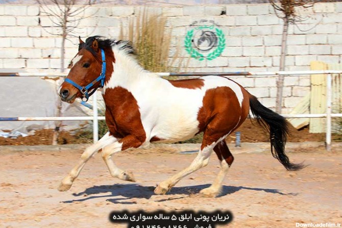 قیمت اسب پونی پاکوتاه در ایران