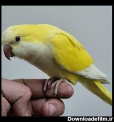 فروش طوطی راهب زرد - پرنده