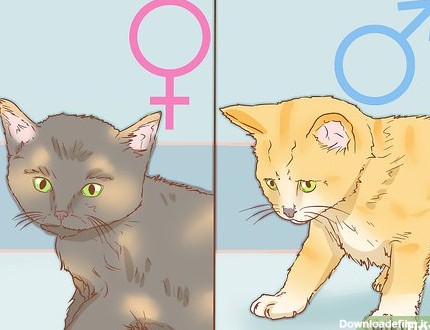 تشخیص جنسیت گربه | پت‌مال